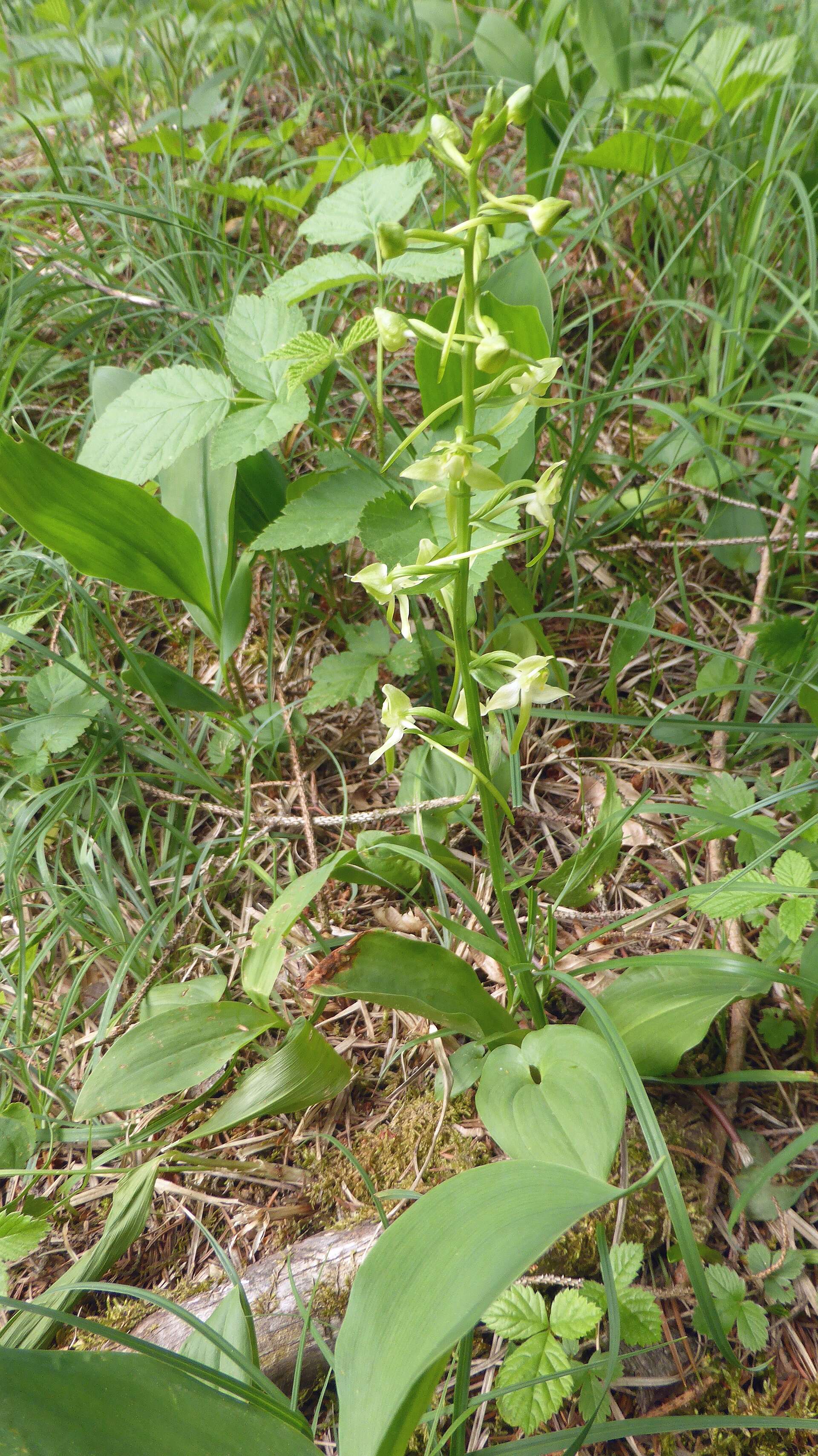 Слика од Platanthera chlorantha (Custer) Rchb.