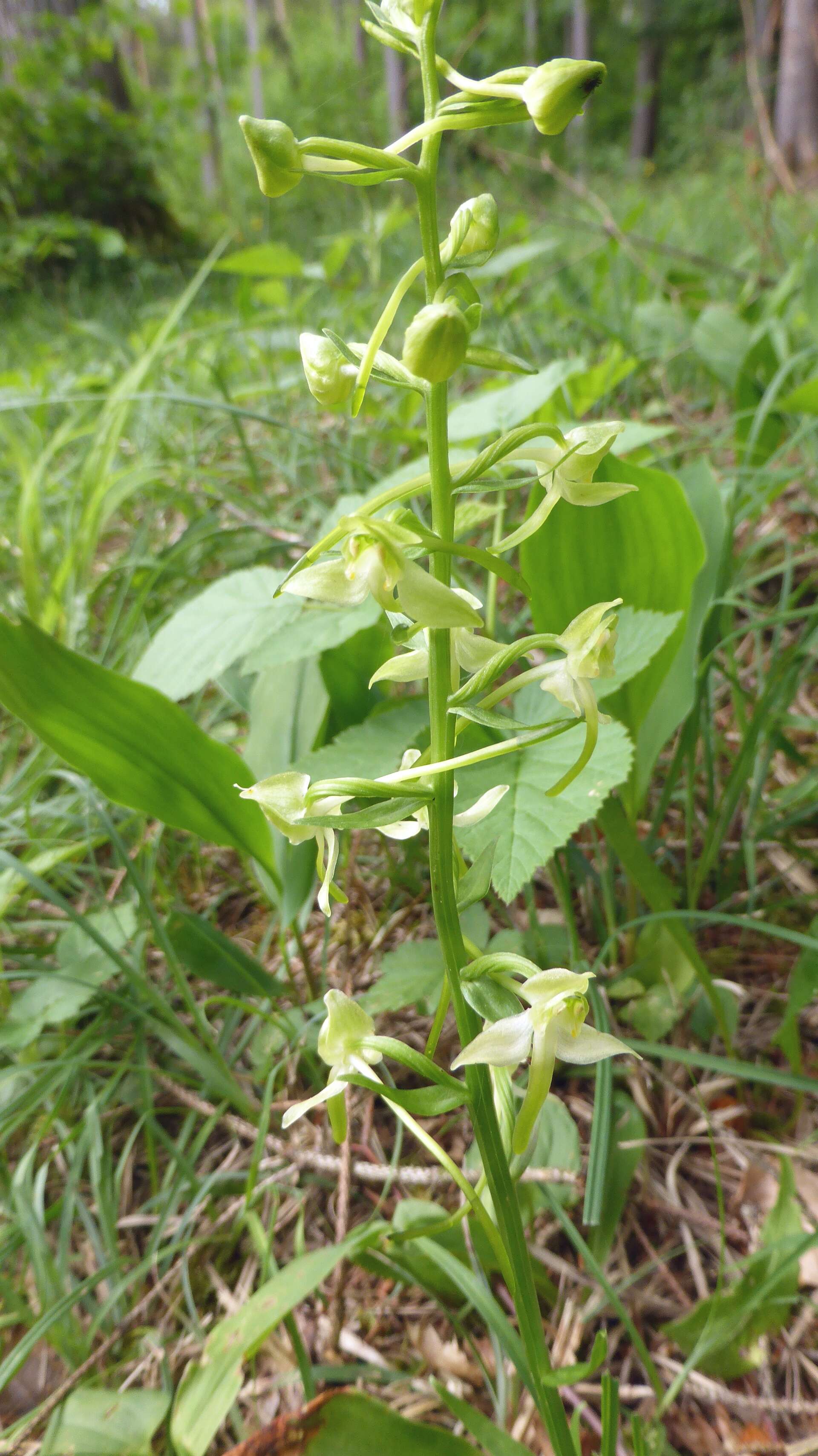 Слика од Platanthera chlorantha (Custer) Rchb.