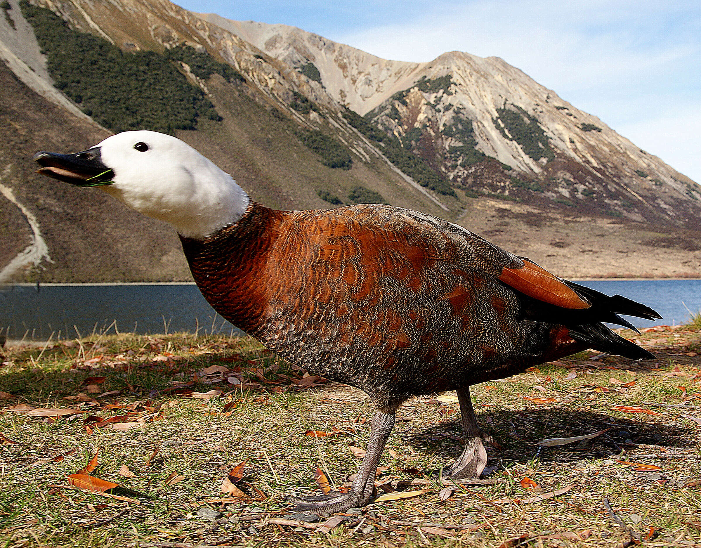 Image of Paradise Shelduck