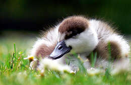 Image of Paradise Shelduck