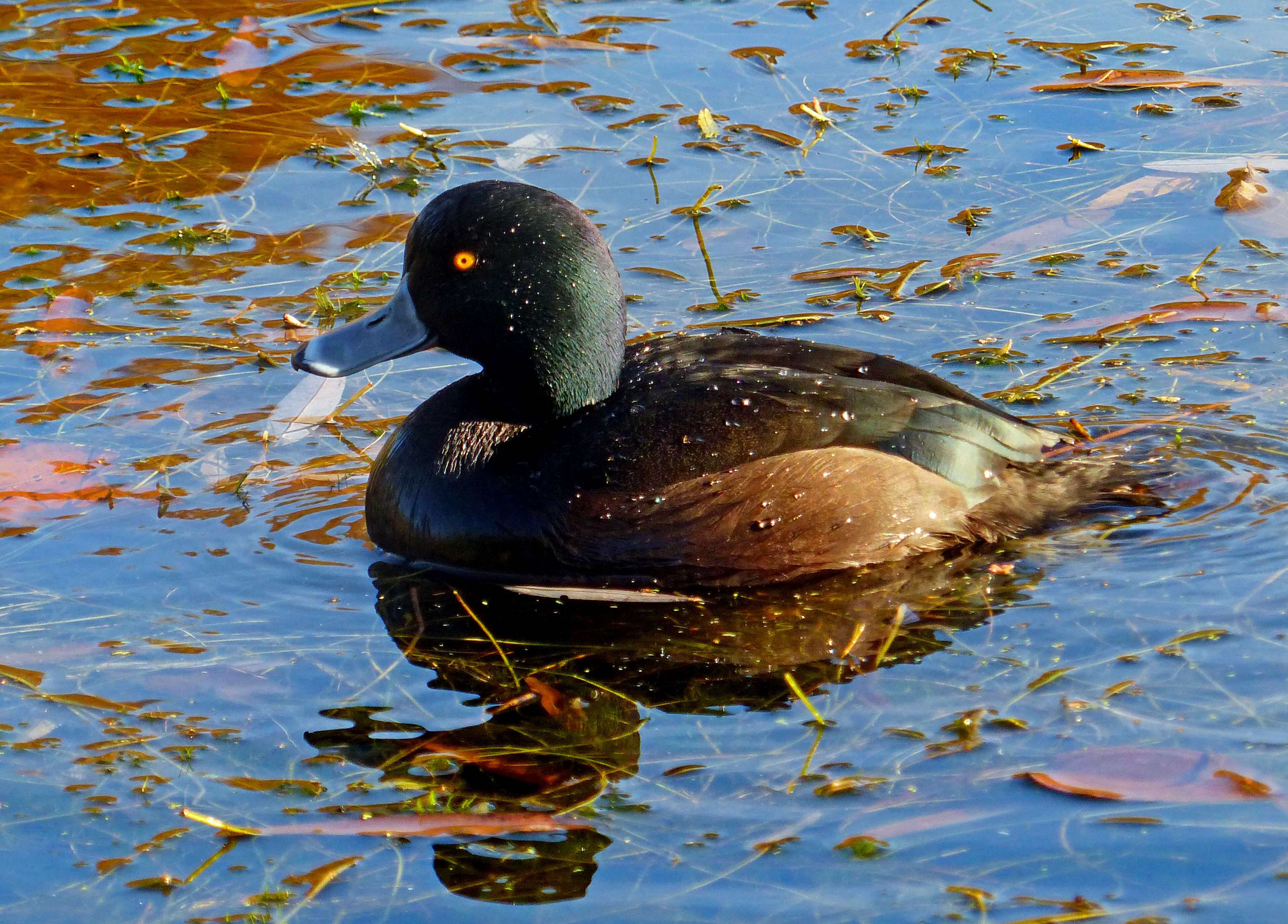 Image of New Zealand Scaup