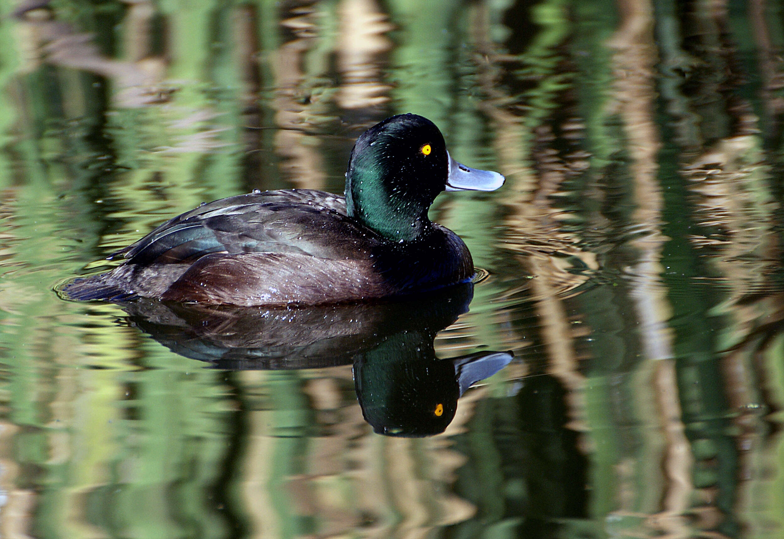 Image of New Zealand Scaup