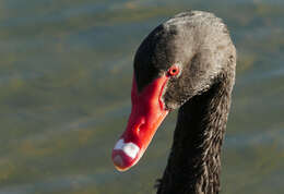 Image of Black Swan