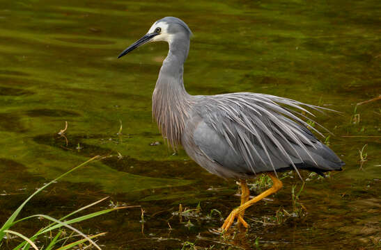 Image of White-faced Heron