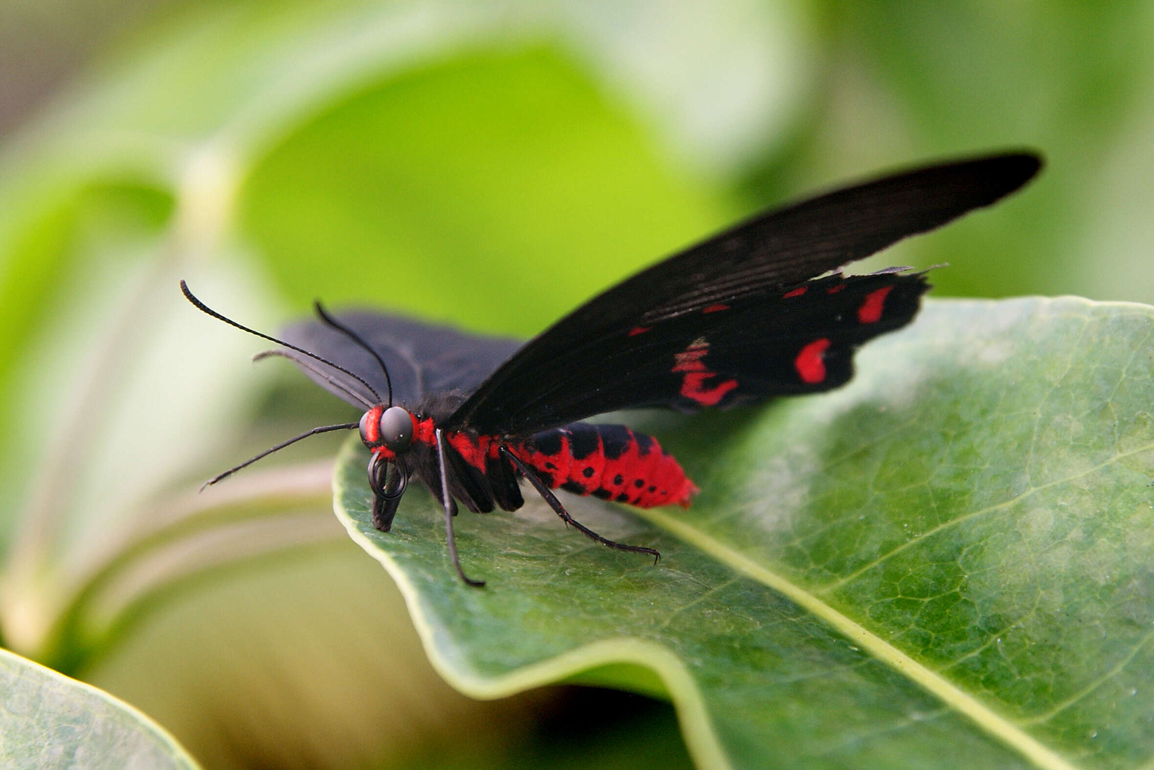 Image of Papilio deiphobus Linnaeus 1758