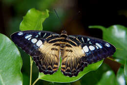 Imagem de Parthenos sylvia