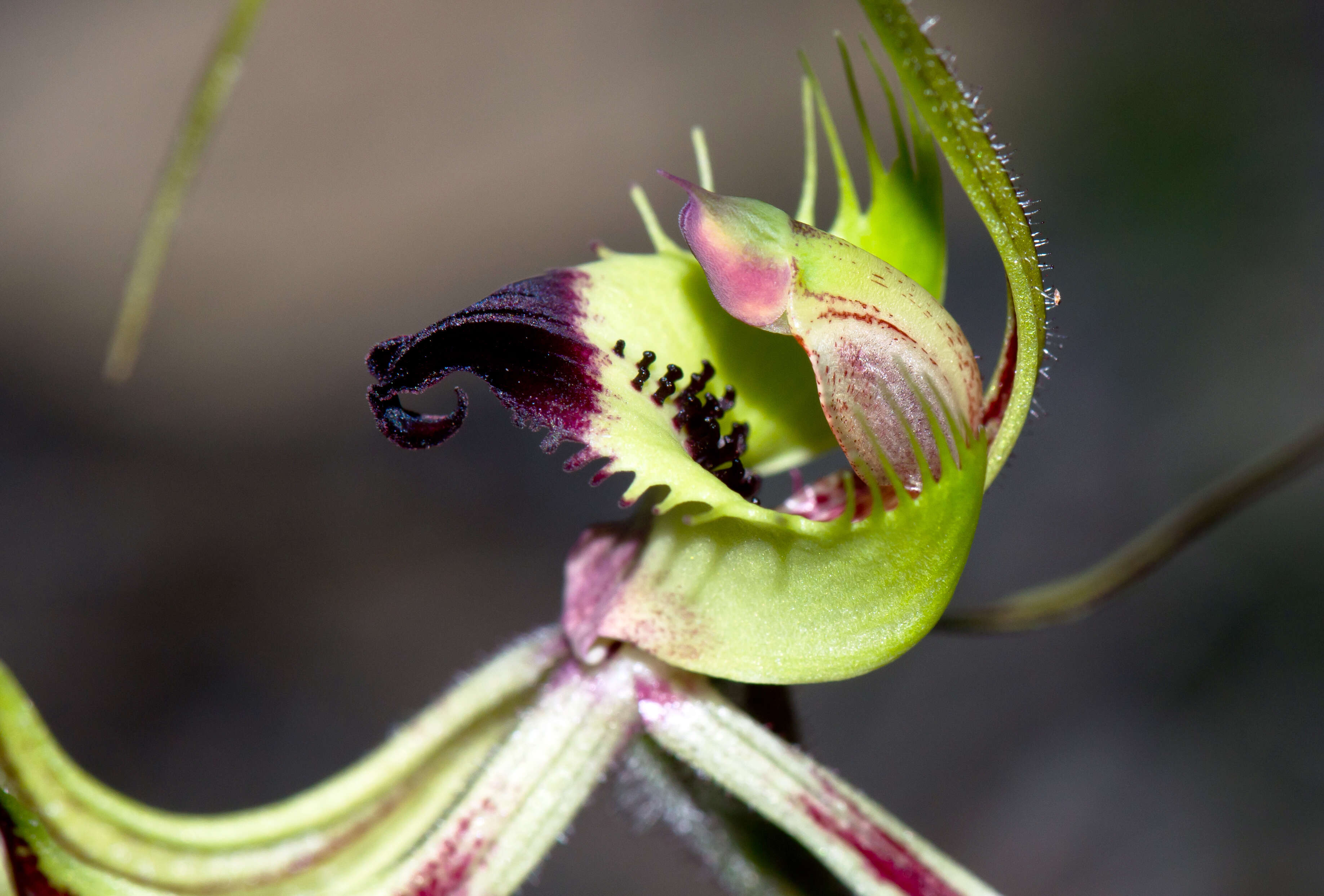 Image of Green comb spider orchid