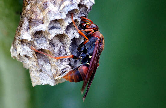 Image de Polistes humilis (Fabricius 1781)