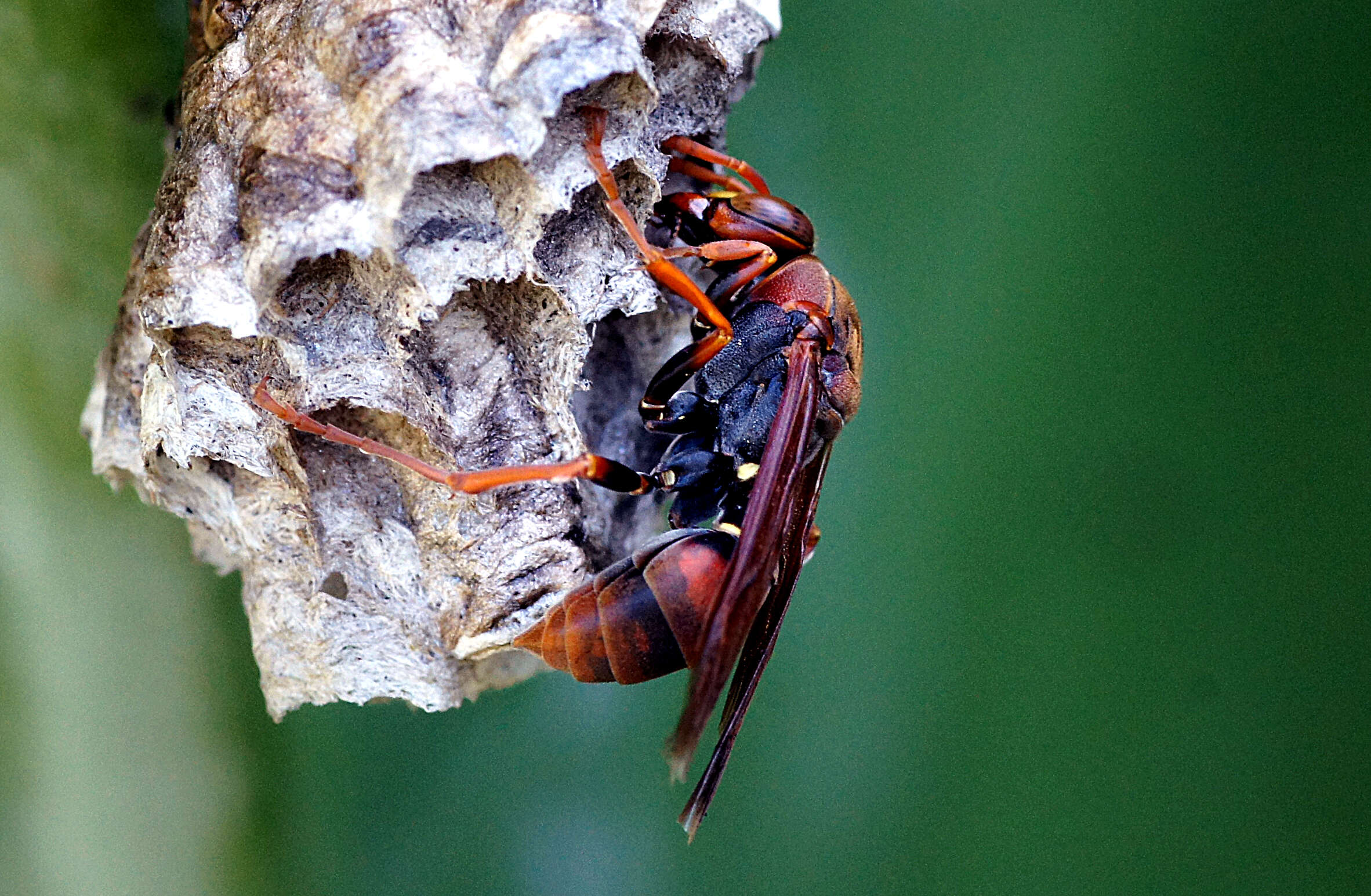 Image of Polistes humilis (Fabricius 1781)