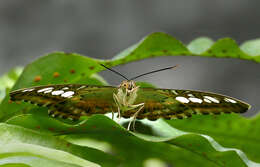 Imagem de Parthenos sylvia