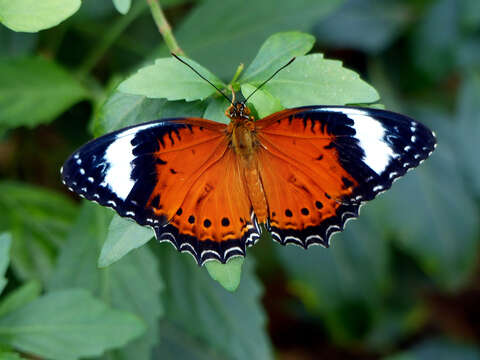 Image of Cethosia cyane Drury 1770