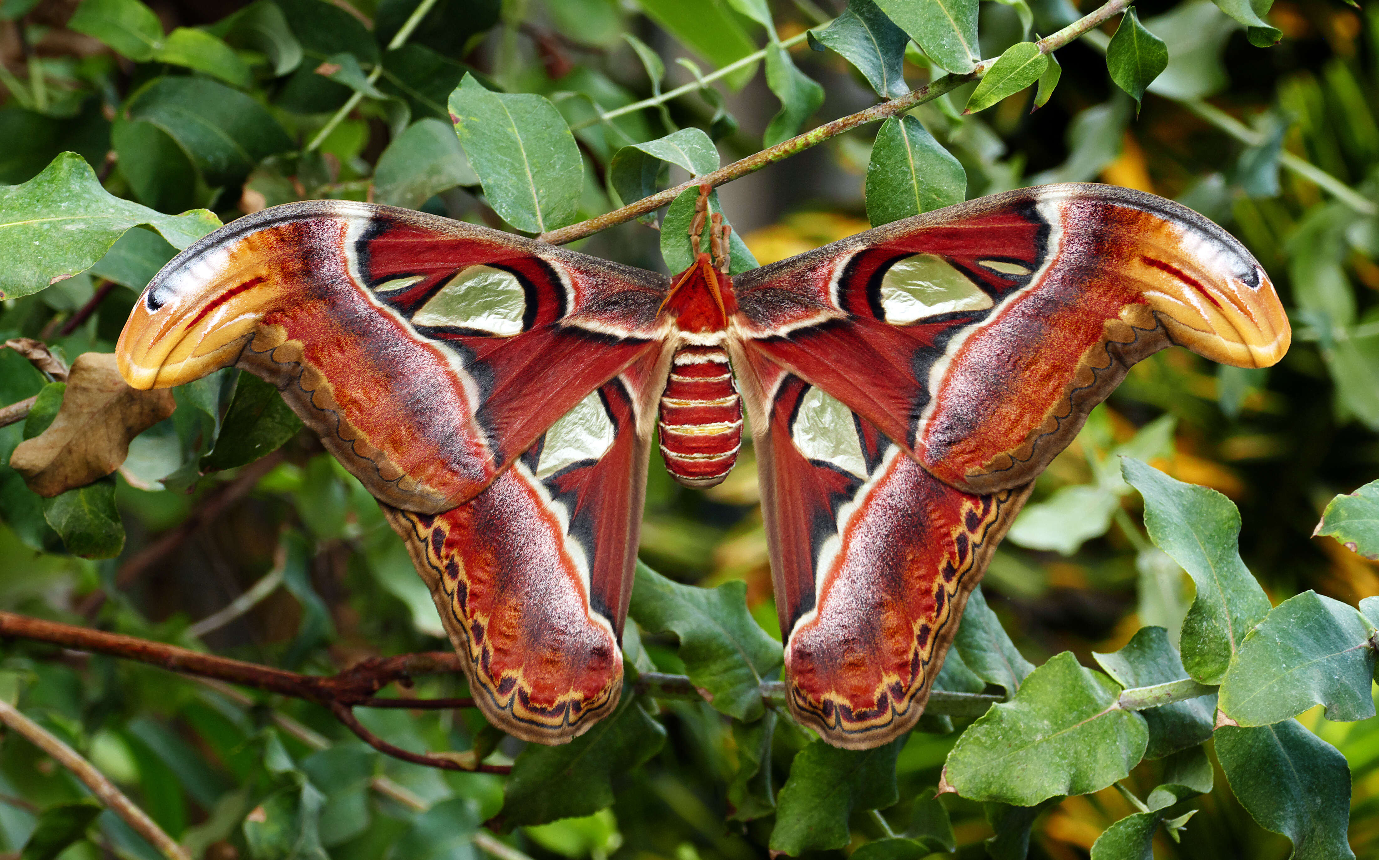 Image de Attacus atlas (Linnaeus 1758)