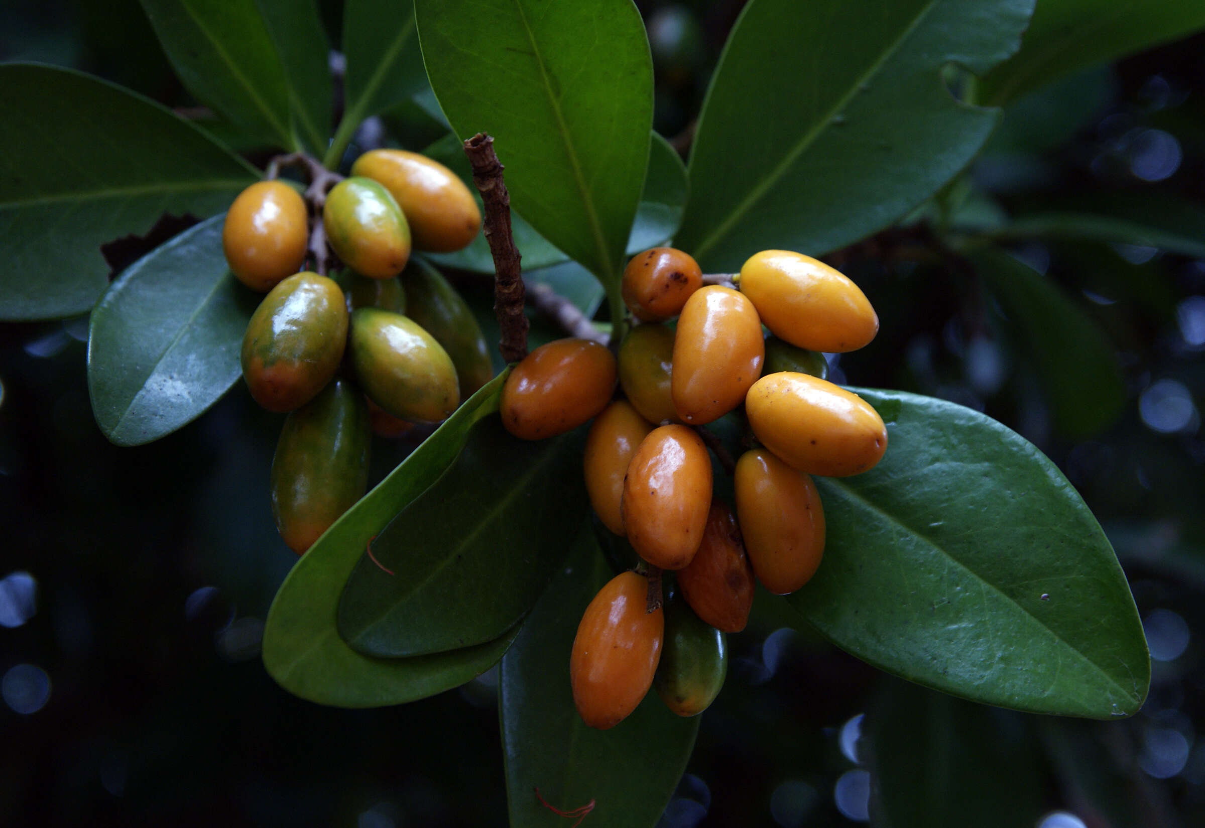 Image of Karaka family