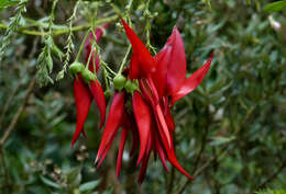 Слика од Clianthus