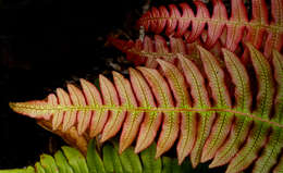 Image of Parablechnum novae-zelandiae (T. C. Chambers & P. A. Farrant) Gasper & Salino