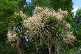 Image of cabbage tree