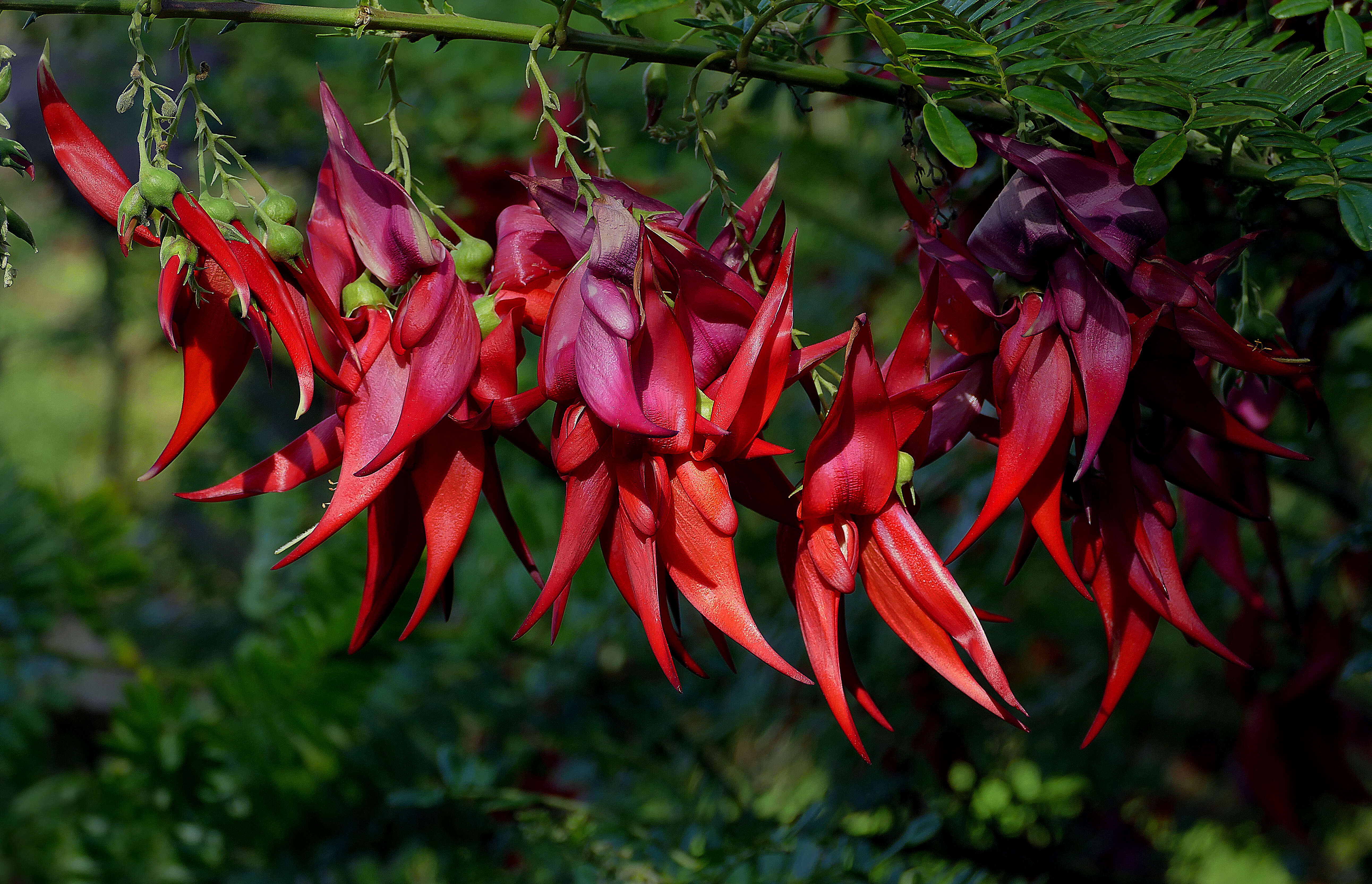 Слика од Clianthus