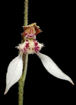 Image of Swamp bunny orchid