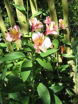 Image of Alstroemeria ligtu L.