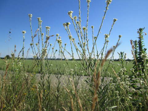 Image of hoary alison