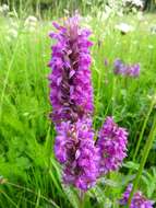 Image of Western Marsh-orchid