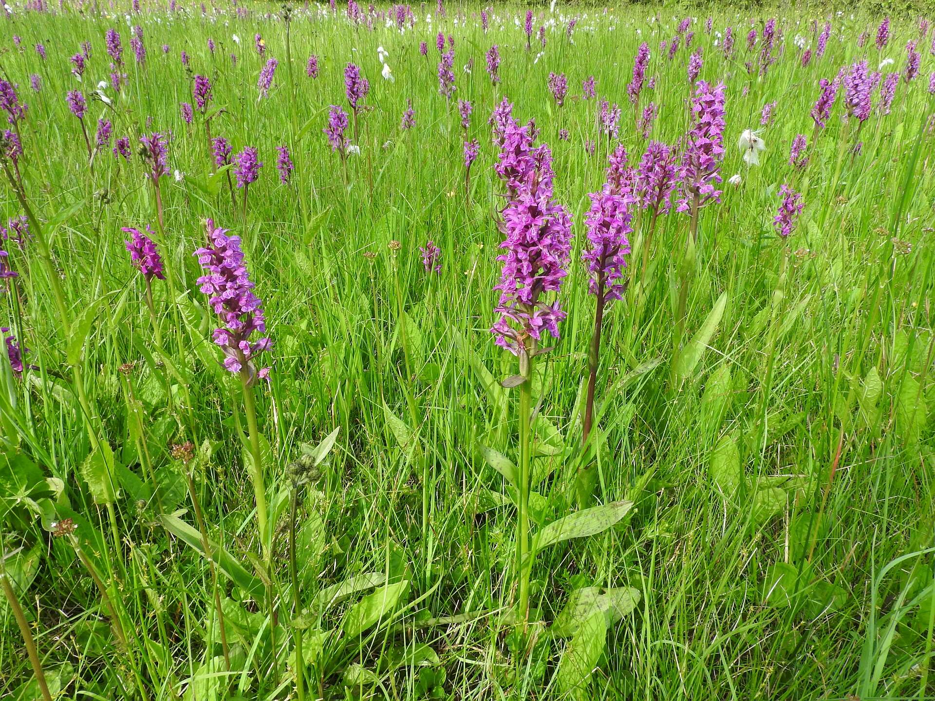 Image of Western Marsh-orchid