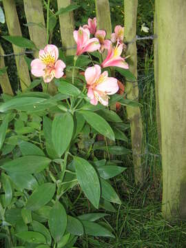 Image of Alstroemeria ligtu L.