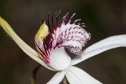 Image of Caladenia longicauda Lindl.