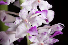 Слика од Rhynchostylis retusa (L.) Blume