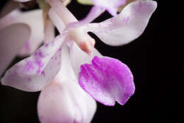 Слика од Rhynchostylis retusa (L.) Blume