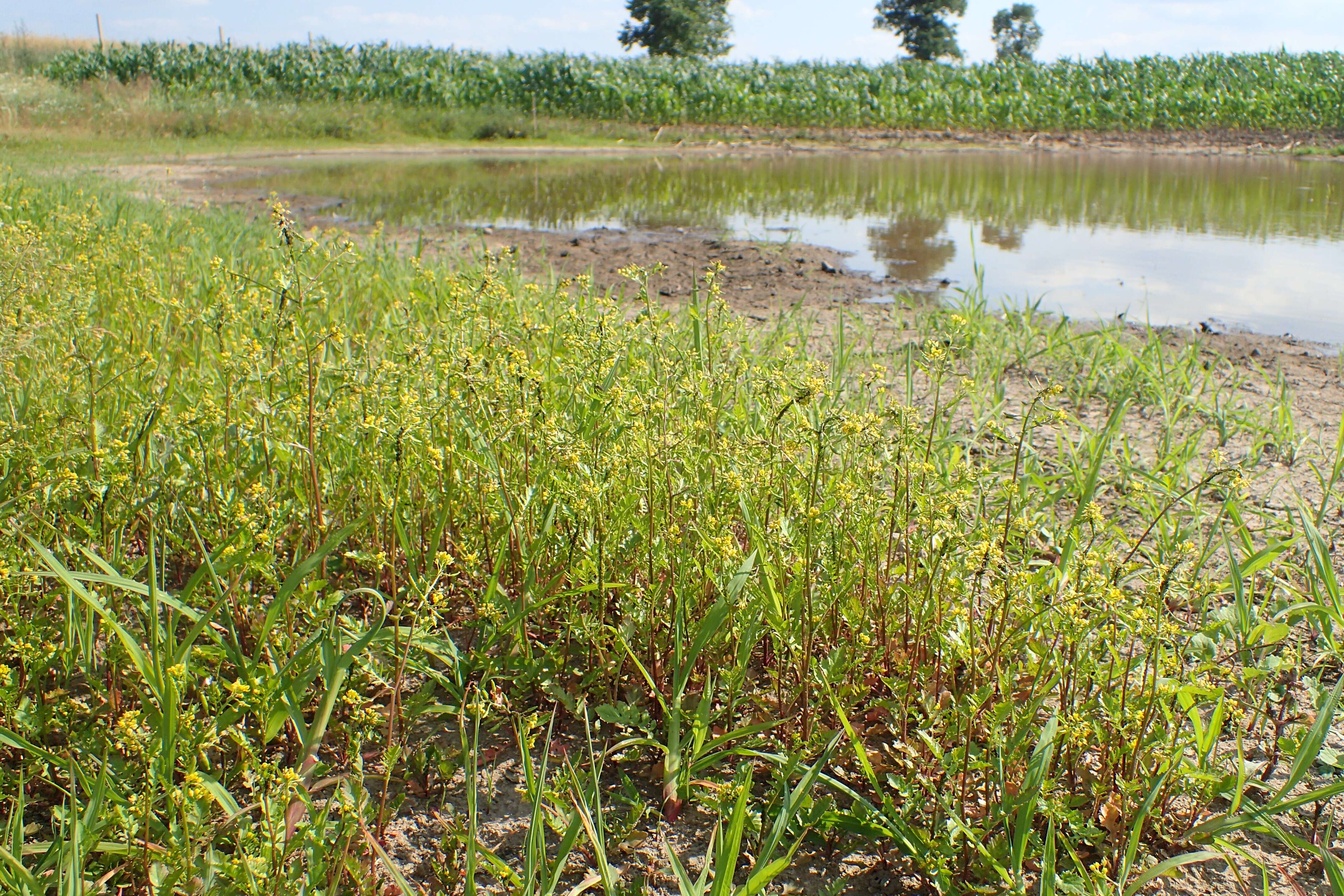 Image of creeping yellowcress