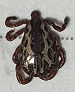 Image of American dog tick