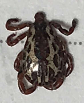 Image of American dog tick