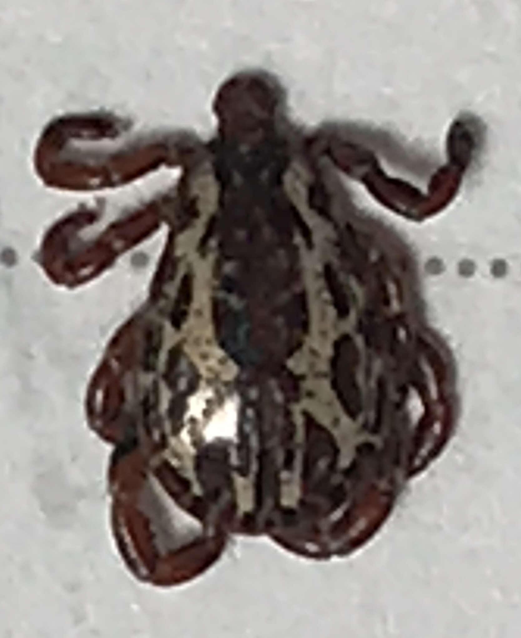 Image of American dog tick