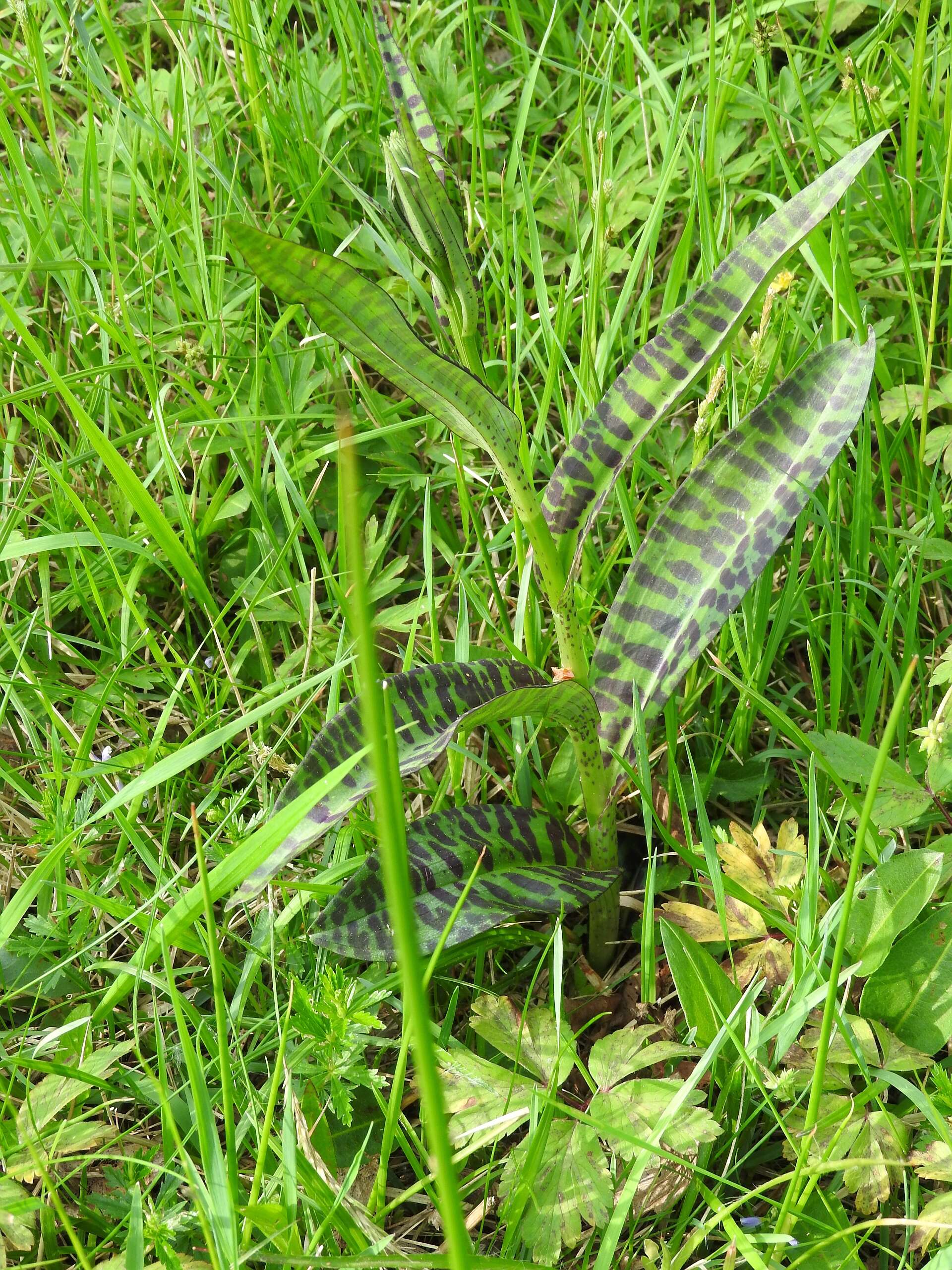 Image of Western Marsh-orchid