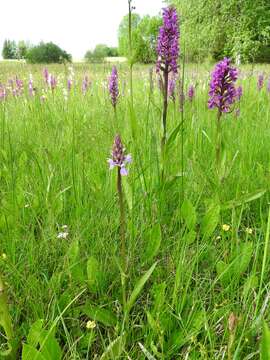 Image of Common spotted orchid