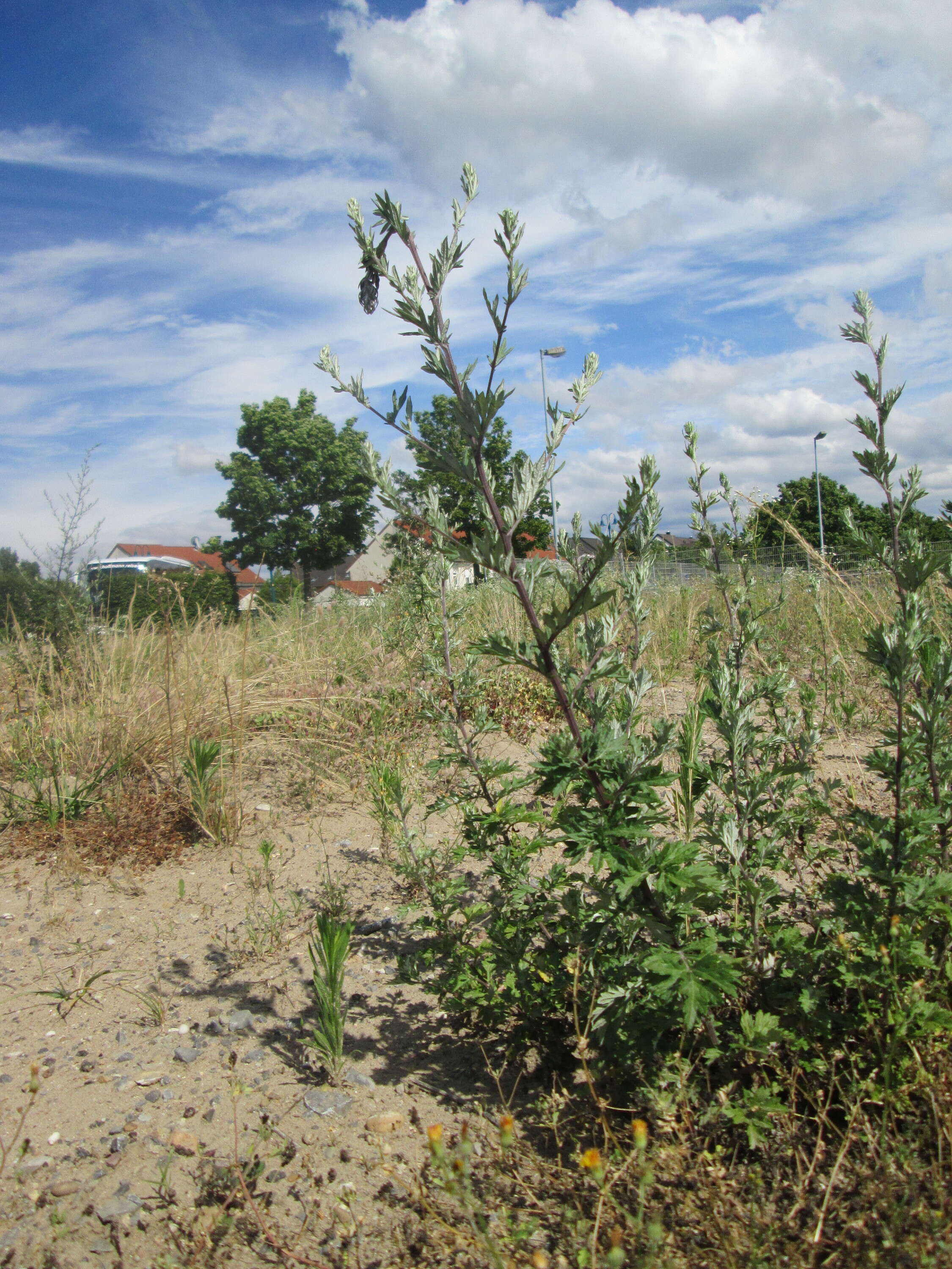 Image of common wormwood