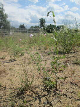 Image of prickly lettuce