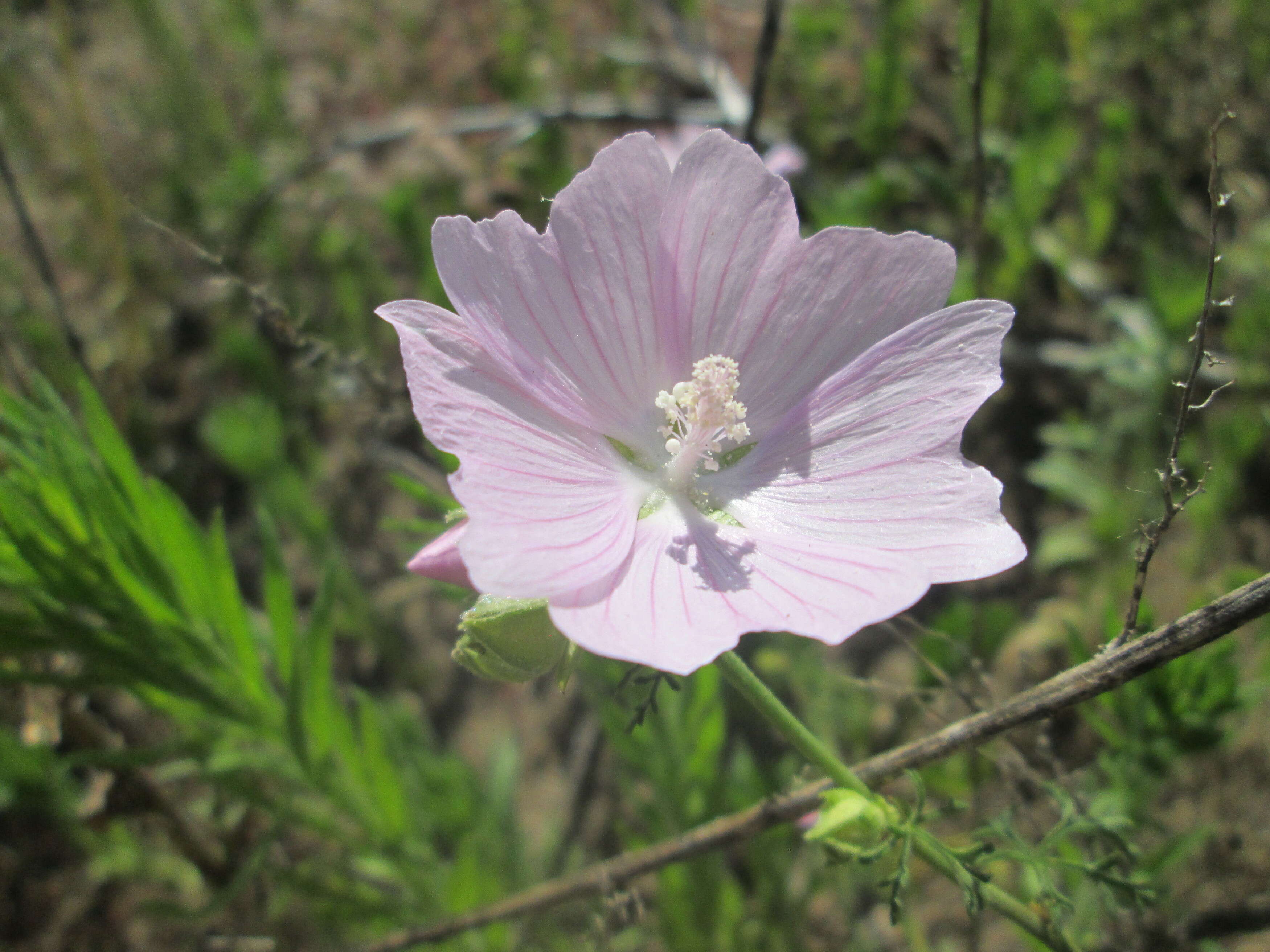 Image of european mallow