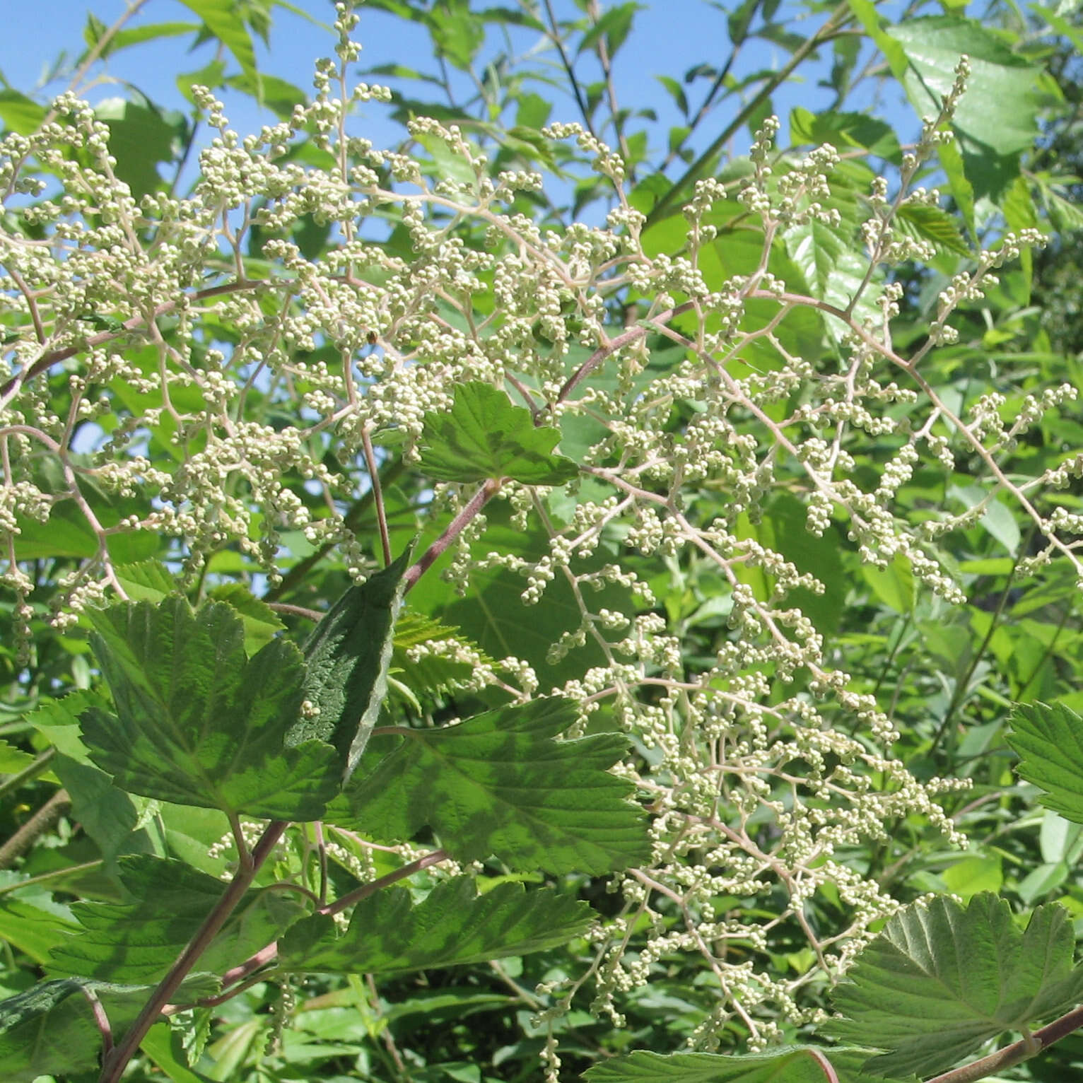 Plancia ëd Holodiscus discolor (Pursh) Maxim.