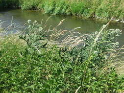 Image of tall globethistle