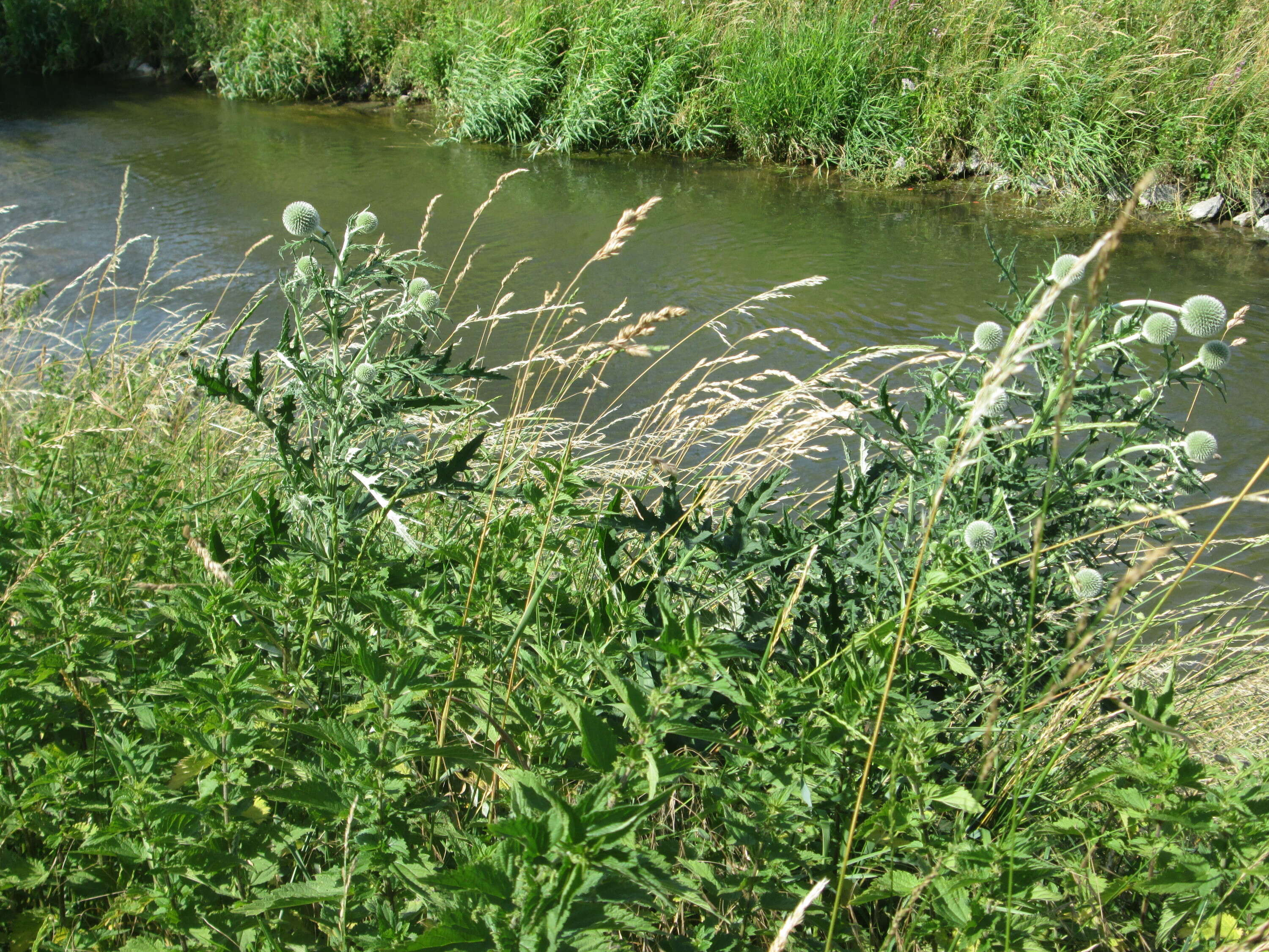 Image of tall globethistle