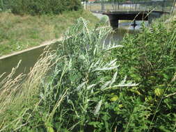 Image of tall globethistle