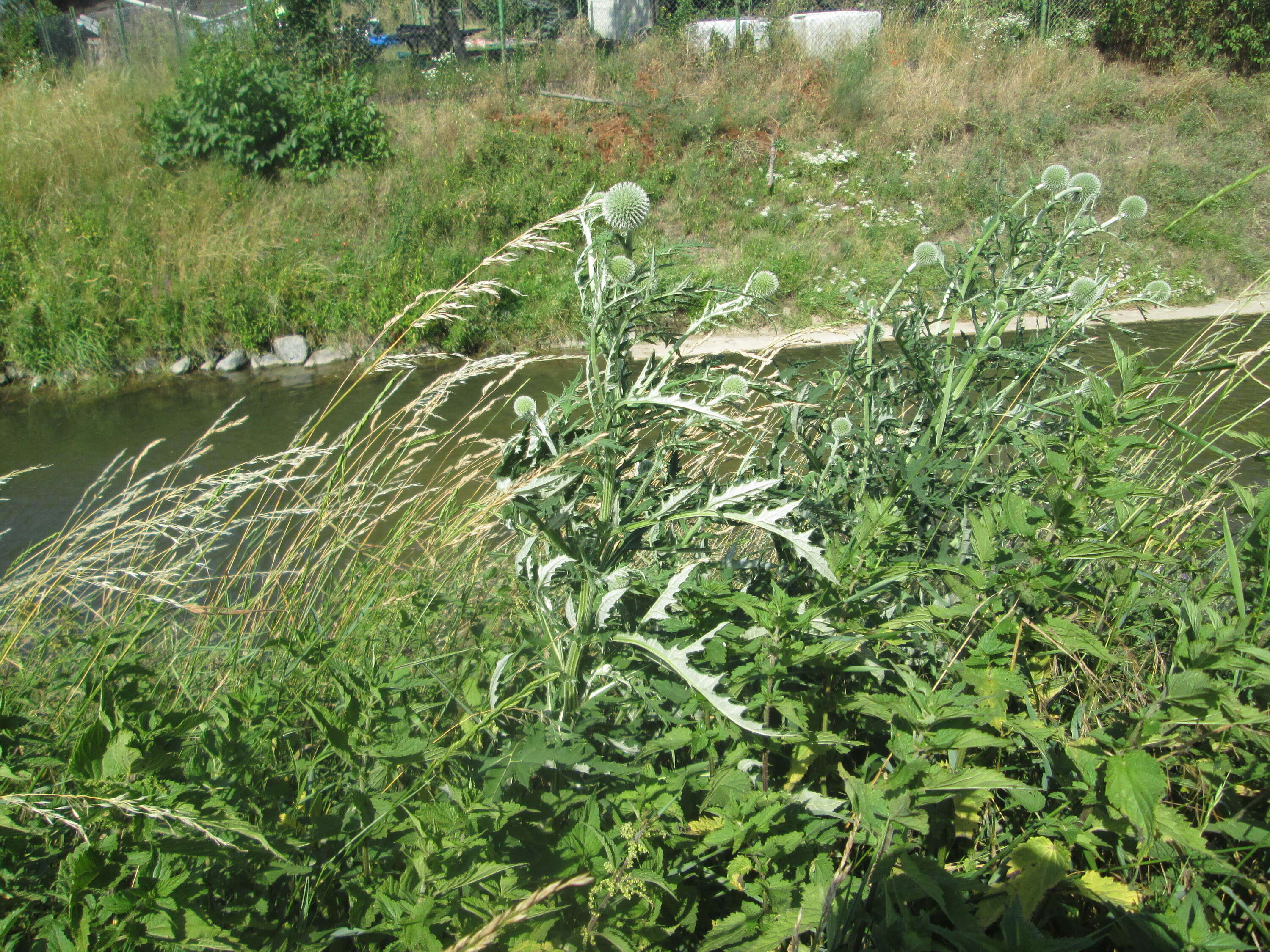 Image of tall globethistle