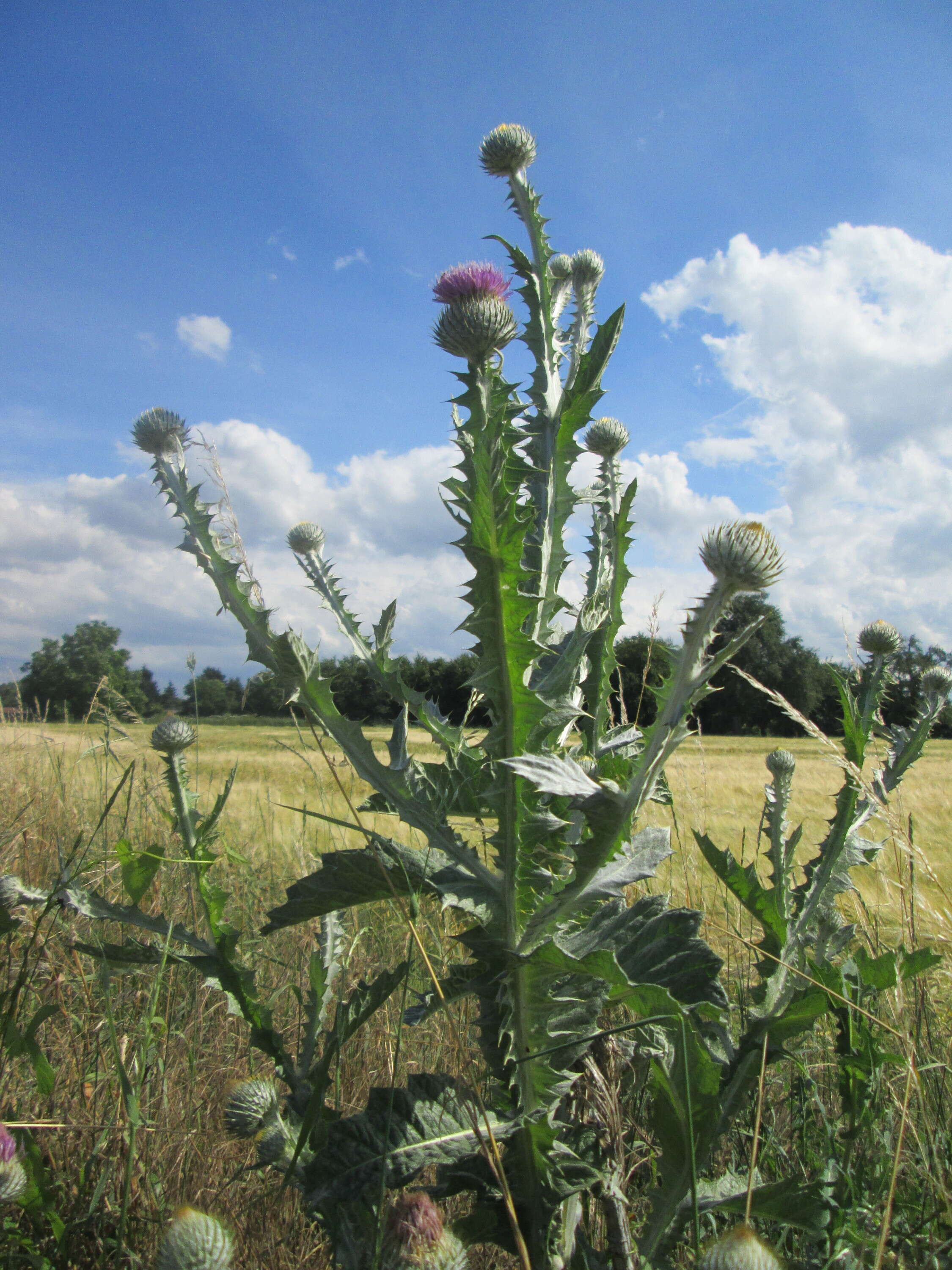 Image of Cotton Thistle