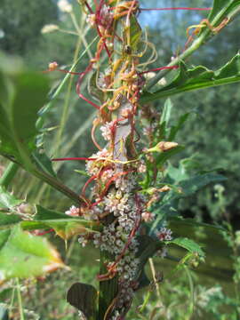 Image of greater dodder