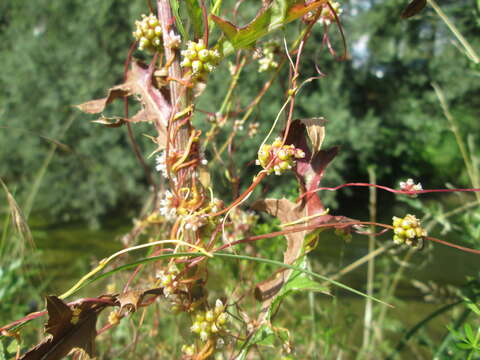 Image of greater dodder