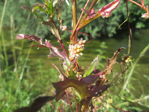 Image of greater dodder