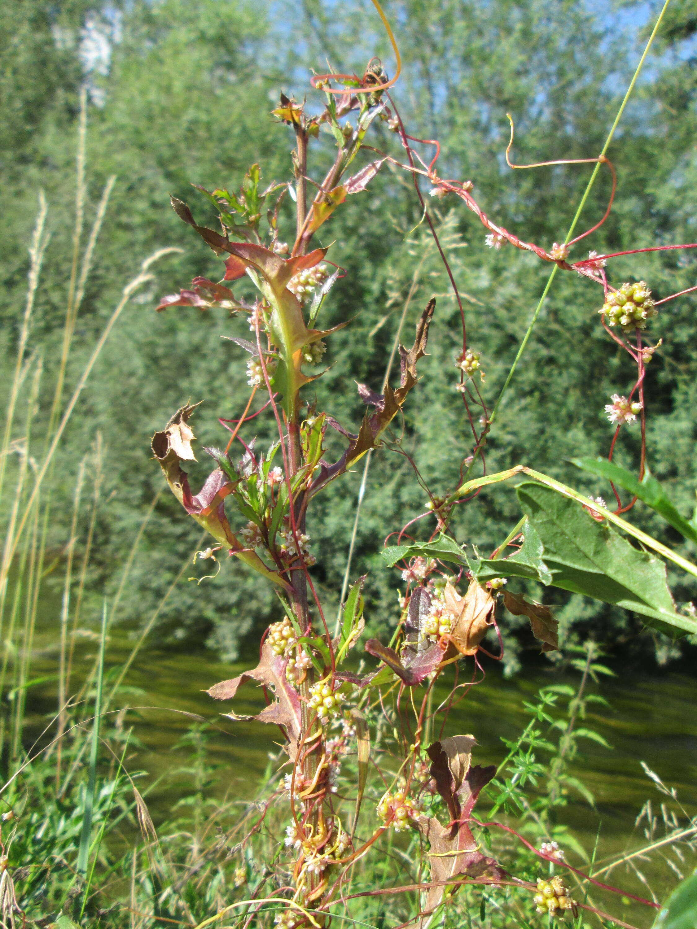 Image of greater dodder