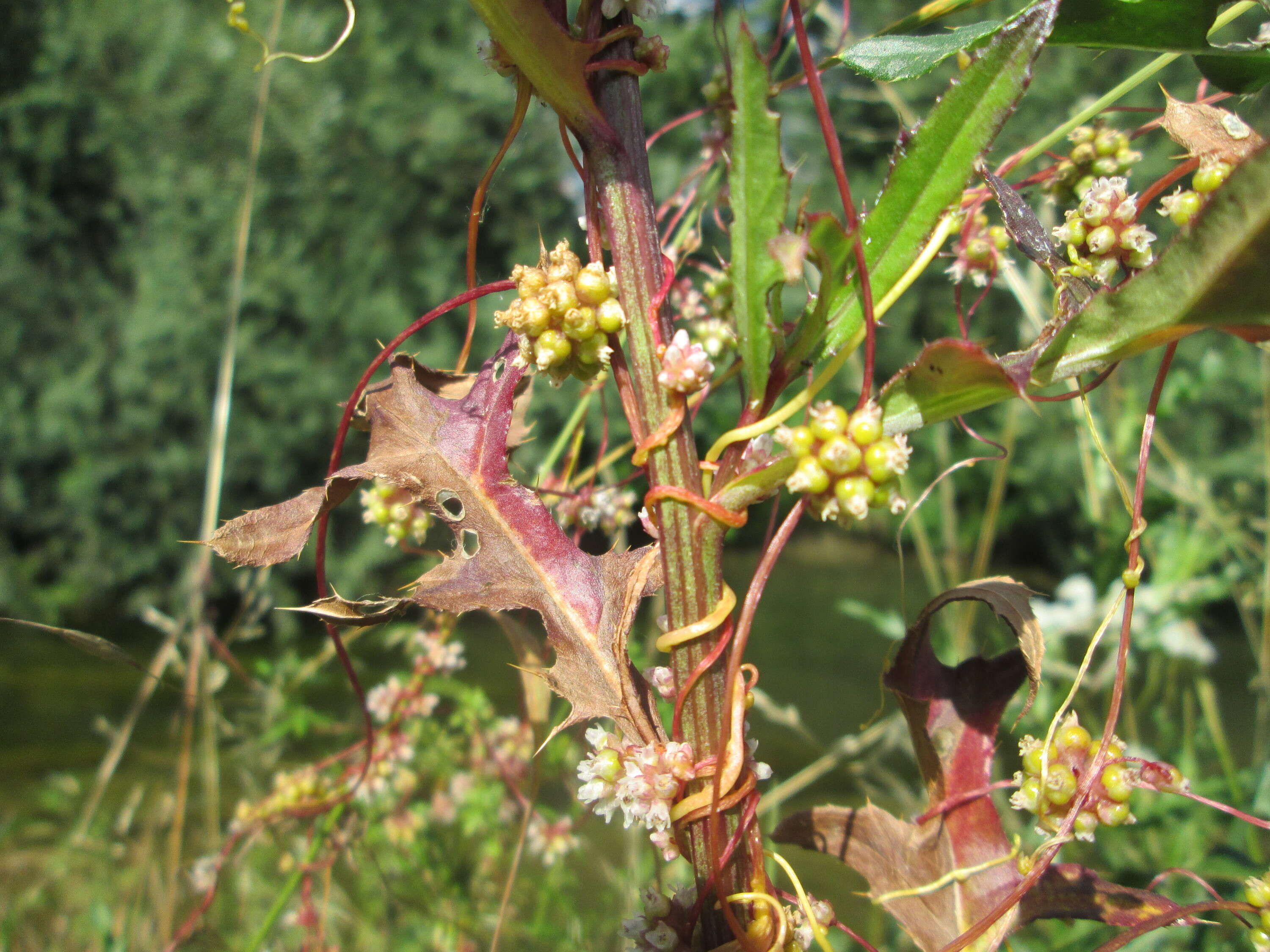 Image of greater dodder